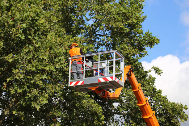 Why Choose Our Tree Removal Services in West Haven, UT?