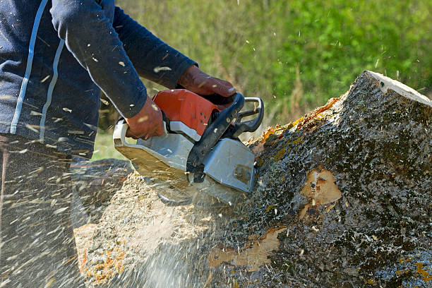 Trusted West Haven, UT  Tree Services Experts